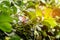 Closeup of strawberry plants planted in a sustainable greenhouse