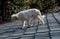 Closeup of a stray dog on the roof