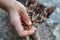 closeup stray kitten eating cat food from person s hand on the street, human feeding homeless cat