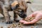 closeup stray puppy eating dog food from persons hand on the street. human feeding homeless dog