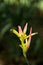 Closeup Strelitzia reginae flower