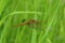 Closeup of a striated dragonfly (Sympetrum striolatum) perched on a green leaf