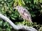 Closeup of a Striated Heron perched on a branch with leaves in the background