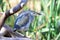 Closeup of a striated heron perching on a tree branch