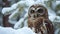 Closeup of a striking spotted owl its piercing yellow eyes gazing intently from its snowy perch in the forest
