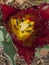 Closeup of striking tulip