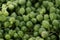 Closeup of a String of Pearls plant in a terracotta pot