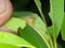 Closeup Striped lynx spider on a green leaf