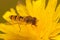 Closeup on a striped Marmelade hoverfly, Episyrphus balteatus, drinking nectar form a yellow flower in the garden