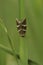 Closeup on the striped Silver barred moth, Deltote bankiana hanging downwards on a straw of grass