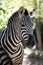 Closeup of Striped Zebra