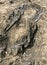 Closeup of Stromatolite in Salkhan fossil park