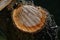 Closeup of a stump of a freshly cut tree branch with resin