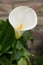 Closeup of a stunning giant blossomed  white calla lily flower