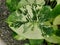 Closeup of the stunnng variegated and marbled leaf of Alocasia Odora