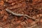 Closeup on a sub-adult , juvenile Clouded salamander, Aneides ferreus sitting on redwood