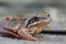 Closeup of a subadult European common brown frog , Rana temporaria in the garden