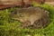 Closeup on a subadult North American Bullfrog , Rana catesbeiana sitting on green moss