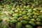 Closeup of submerged olives in production process