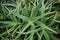 Closeup of succulent Aloe, Aloe vera, or true aloe plants