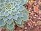 Closeup succulent Echeveria ,Ghost-plant, cactus desert plants with blurred background