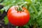 a closeup of a succulent, fresh-picked tomato