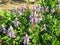 Closeup of succulent plant with blue flowers