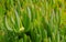 Closeup of succulent plant Carpobrotus growing outside