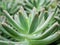 Closeup succulent plant Pachyphytum hookeri Variegata ,Salm Dyck features silvery blue-green