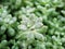 Closeup succulent plant Pachyphytum hookeri Variegata ,Salm Dyck features silvery blue-green