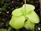 Closeup succulent plant Pinguicula moranensis ,Tina, grandiflora ,Mexican Butterworts Carnivorous flowering plants