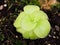 Closeup succulent plant Pinguicula moranensis ,Tina, grandiflora ,Mexican Butterworts Carnivorous flowering plants