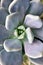 Closeup succulent plants Graptopetalum paraguayense Mother of pearl plant or Purple Ghost plant, delight ,pentandrum superbum ,pur