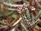 Closeup succulents cactus plants Euphorbia Aeruginosa Miniature saguaro