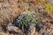 Closeup of succulents and wild dry grass growing in the mountainside. Indigineous South African plants, Fynbos and cacti