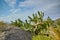 Closeup of succulents and wild grass growing between coastal rocks. Indigineous South African plants by the seaside on a