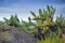 Closeup of succulents and wild grass growing between rocks on a mountain. Cacti growing on a boulder near Hout Bay in