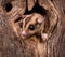 Closeup of a Sugar Glider squirrel