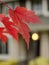 Closeup of sugar maple leaves in red palette in residential part