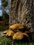 Closeup of a suillus grevillei mushrooms growing near tree trunk on blurry background