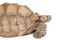 Closeup of Sulcata Tortoise