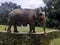 Closeup of a Sumatran elephant