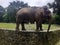 Closeup of Sumatran elephant