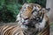 Closeup of a Sumatran tiger with an open mouth