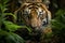 Closeup Sumatran tiger stealthily stalking in jungle