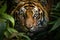 Closeup Sumatran tiger stealthily stalking in jungle