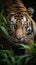 Closeup Sumatran tiger stealthily stalking in jungle