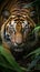 Closeup Sumatran tiger stealthily stalking in jungle