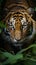 Closeup Sumatran tiger stealthily stalking in jungle