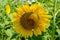 Closeup summer bright beautiful round yellow sunflower showing pollen pattern and soft petal with blurred green field background